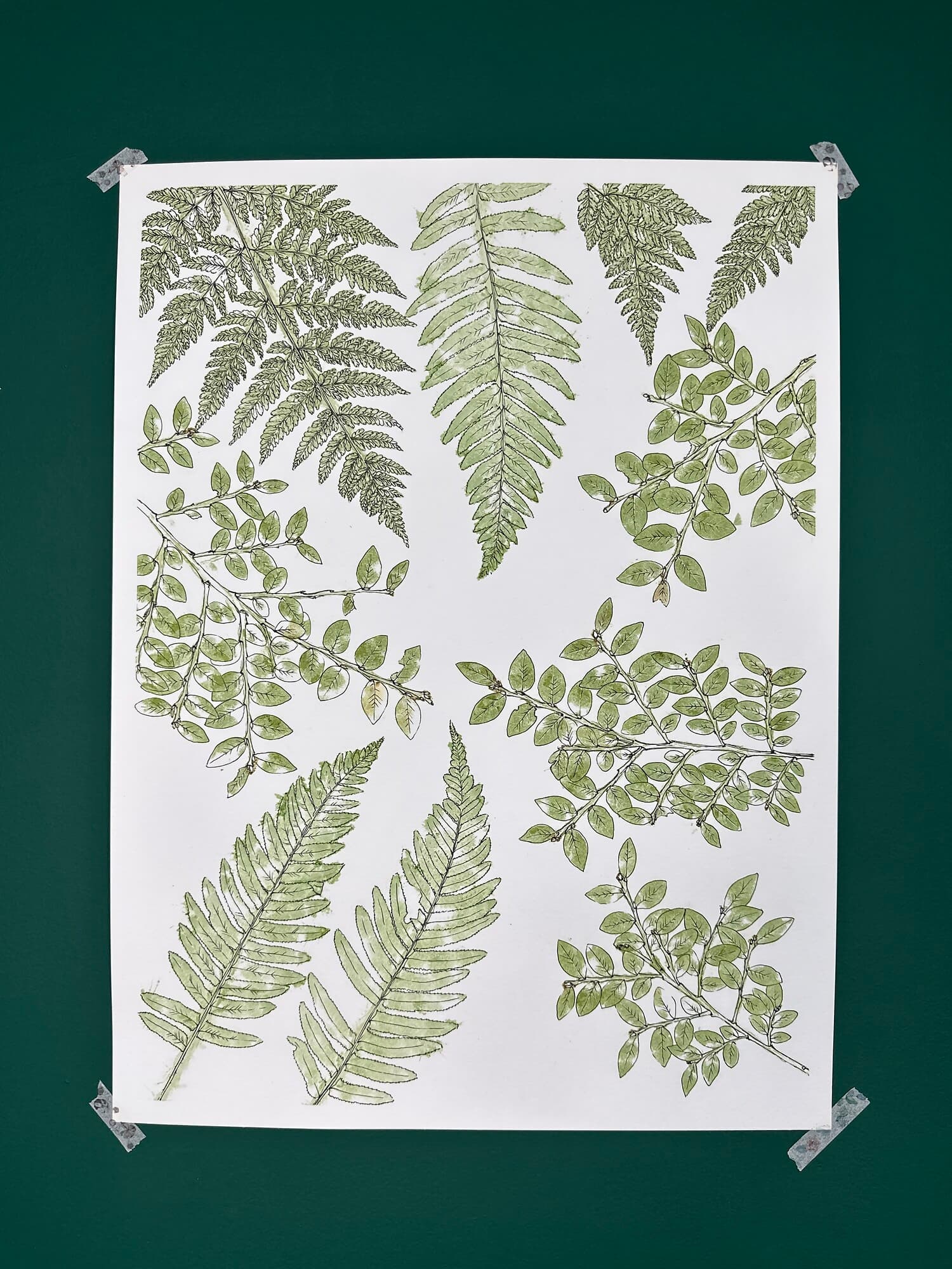 Hammered huckleberry branches, oak fern, and western sword fern creating a tranquil forest atmosphere